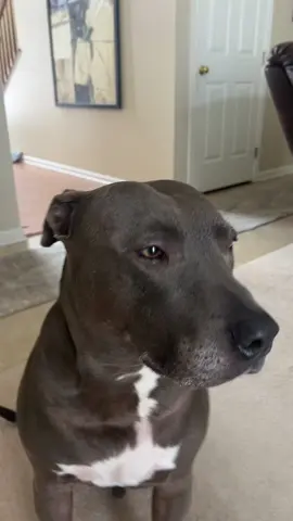 Really. I’m a delight. #viral #fypviral #dog #dogsoftiktok 