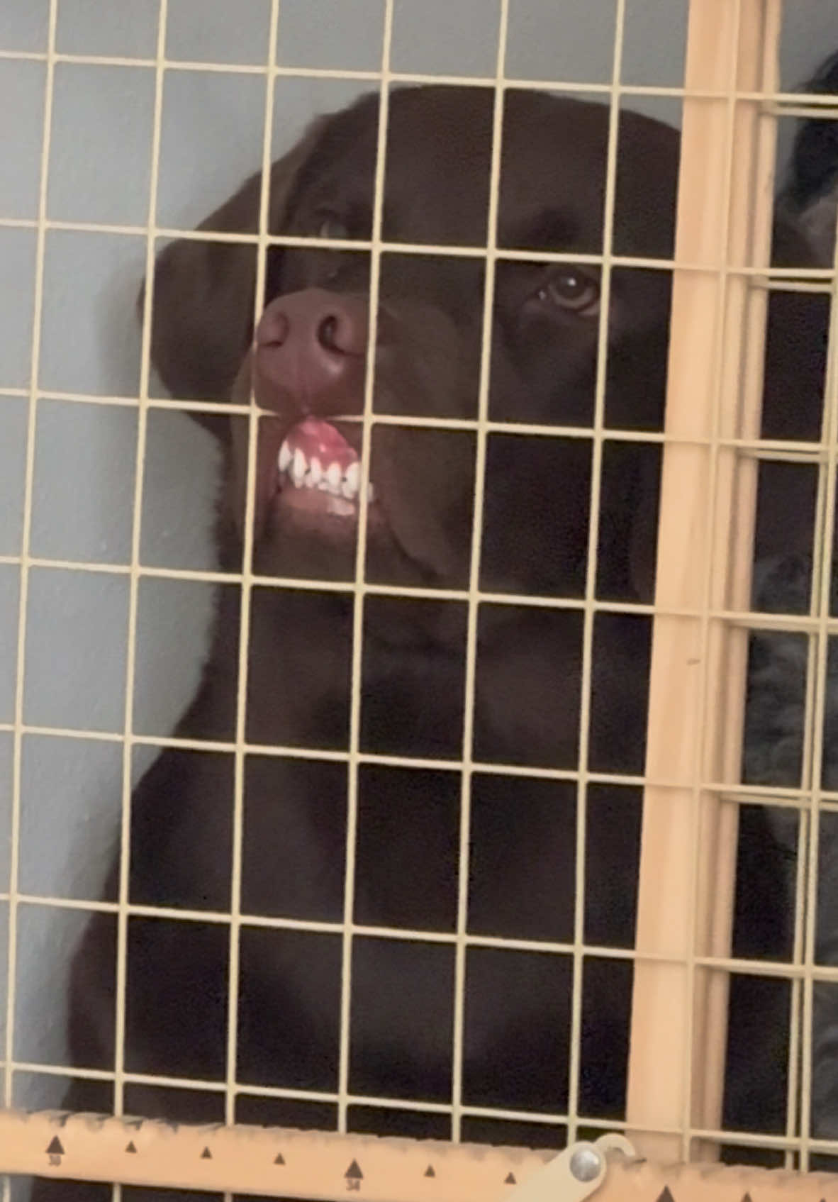 I look up to this😂😂😂 I’m in tears from laughing so hard😂😂 #puppy #lab #chocolatelab #labradorretriever #fyp #funny #labpuppy #labrador 