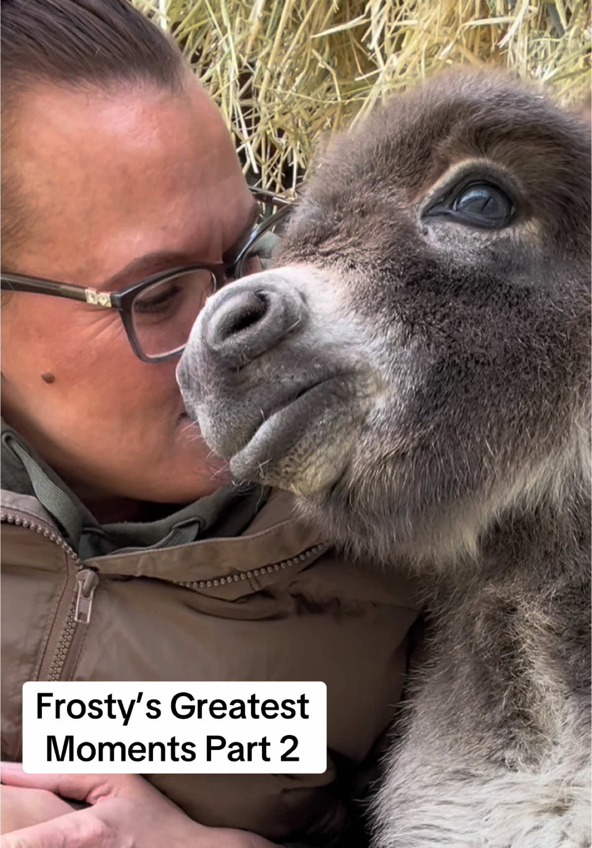 Frosty’s Greatest Moments Part 2!!! #kingoftiktok #frostysgreatestmoments #minidonkeybaby #minidonkey #babydonkey #bonkey #donkeyzoomies #funnyanimals #donkeyfoal #donkeycuddles #minidonkeys #fyp 