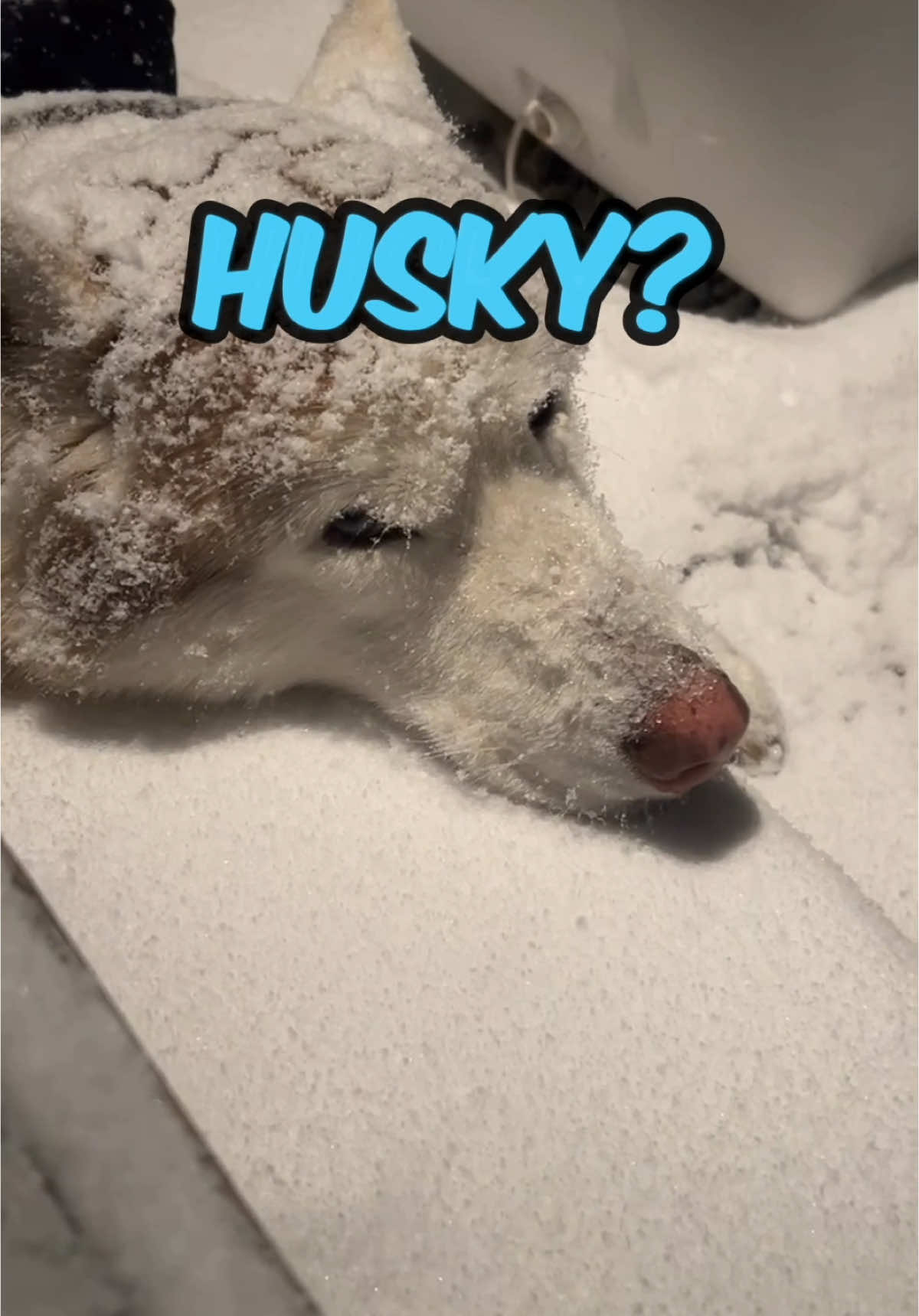 I can’t believe I got a $100 fine for leaving my HUSKY in the snow #dogsoftiktok #freezinghusky #fyp