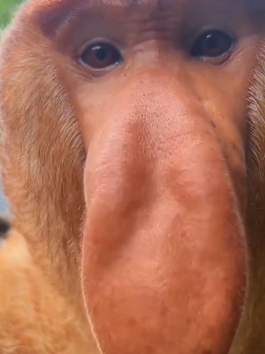 Proboscis Monkey Amazing  video. #Chimelong Proboscis Monkey Nakula #Come to Chimelong and have fun #Chimelong Long Wildlife World #OriginalVideo #长隆长鼻猴 纳库拉#来长隆放开玩 #长 隆野生动物世界 #原创视频 