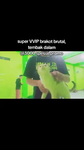 belajar promosi ayam#ayambangkoksuper #ekorlidi #fyppppppppppppppppppppppp 