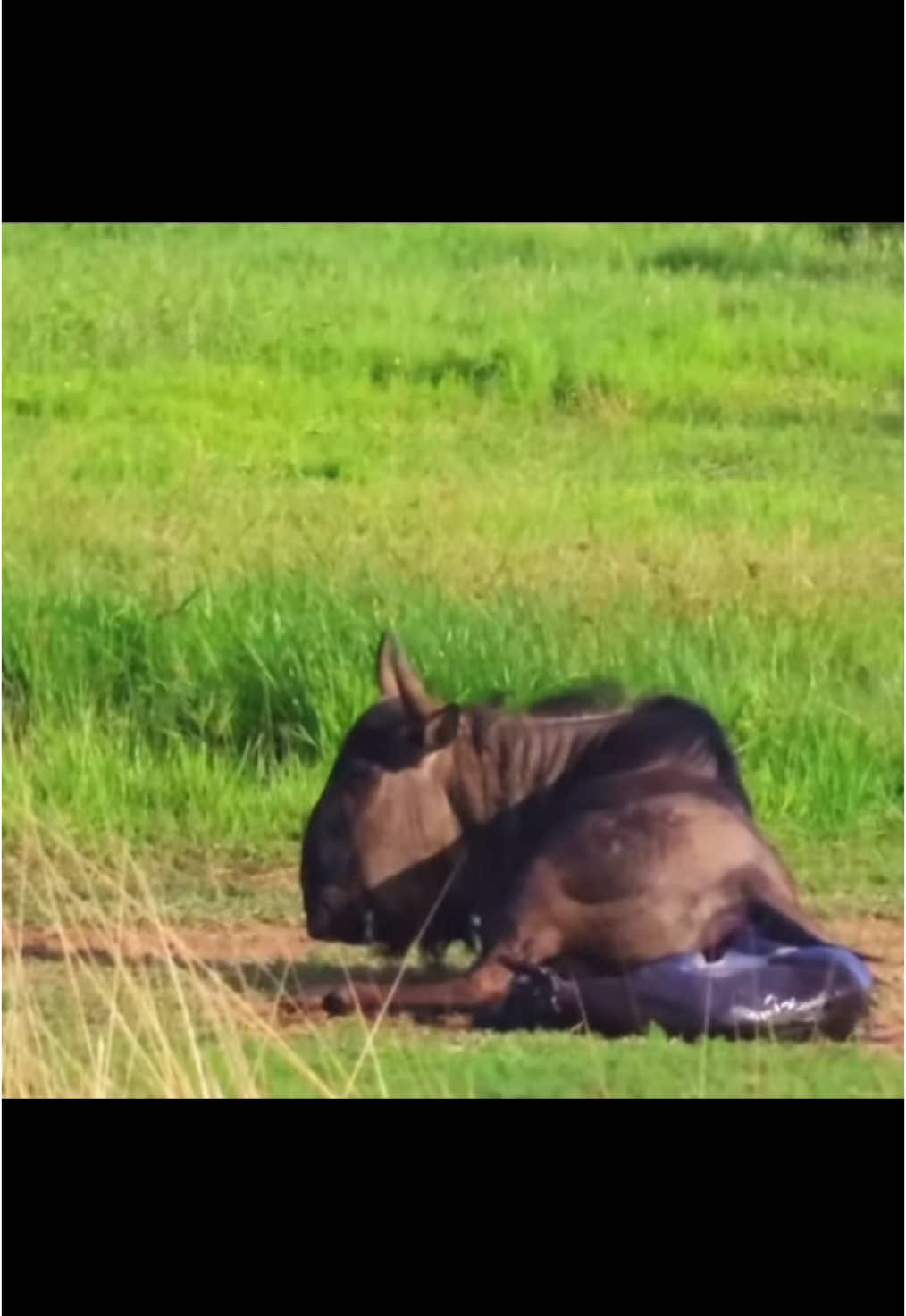 Watch how the other Wildebeests rushed to welcome the newborn 🙏🏽🥰 #nature #wildlife #africanwildlife #onthisday 