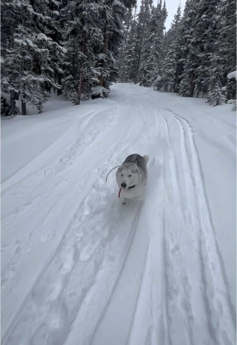 We’re so glad TikTok is back!! We’ve had a crazy cold front in Gunnison valley the last week. It’s currently -15 degrees F and only getting colder this evening! Time for loam to stay inside and mom to take some resort laps. 