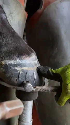 #farrier #farrierlife #farriersoftiktok #horse #horses #hoof #hoofcare #care 