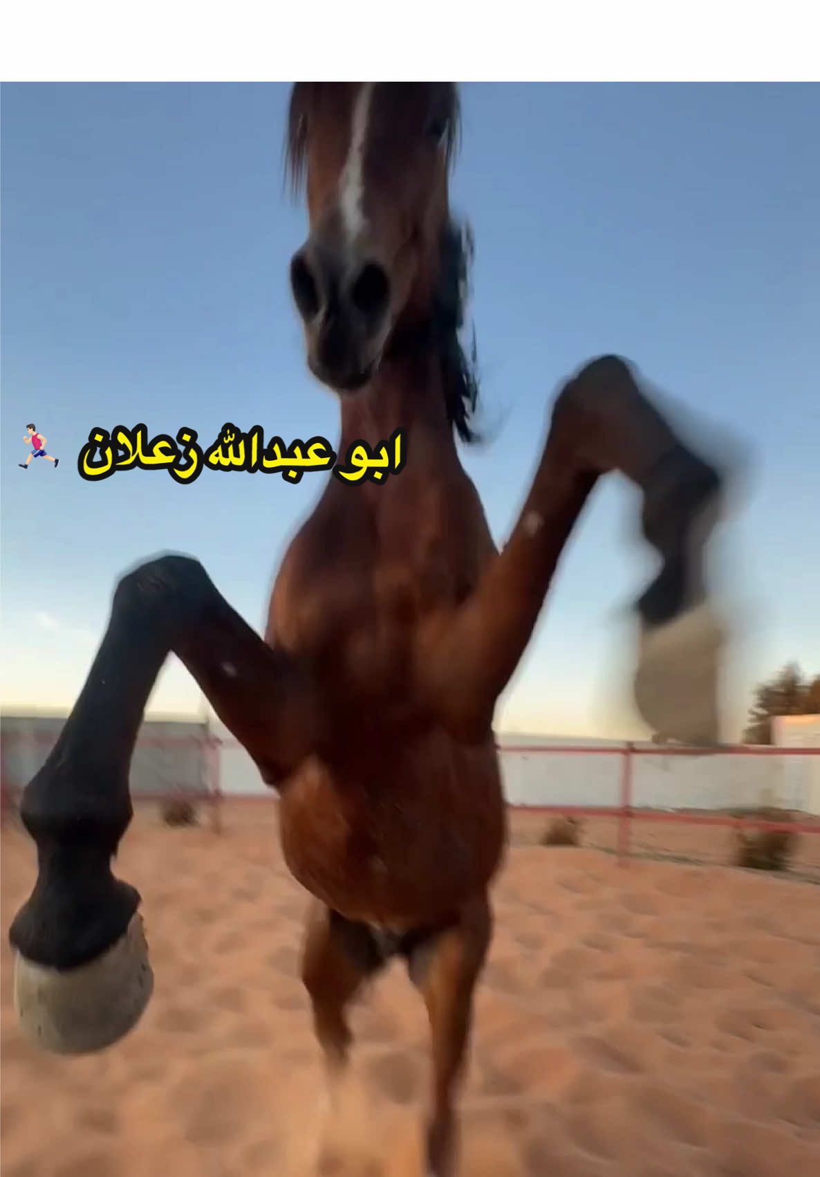 #اكسبلوررررر #اكسبلورر #حايل #مربط_اصايل_حايل #خيل #اكسبلور #خيل_وخياله🐎 