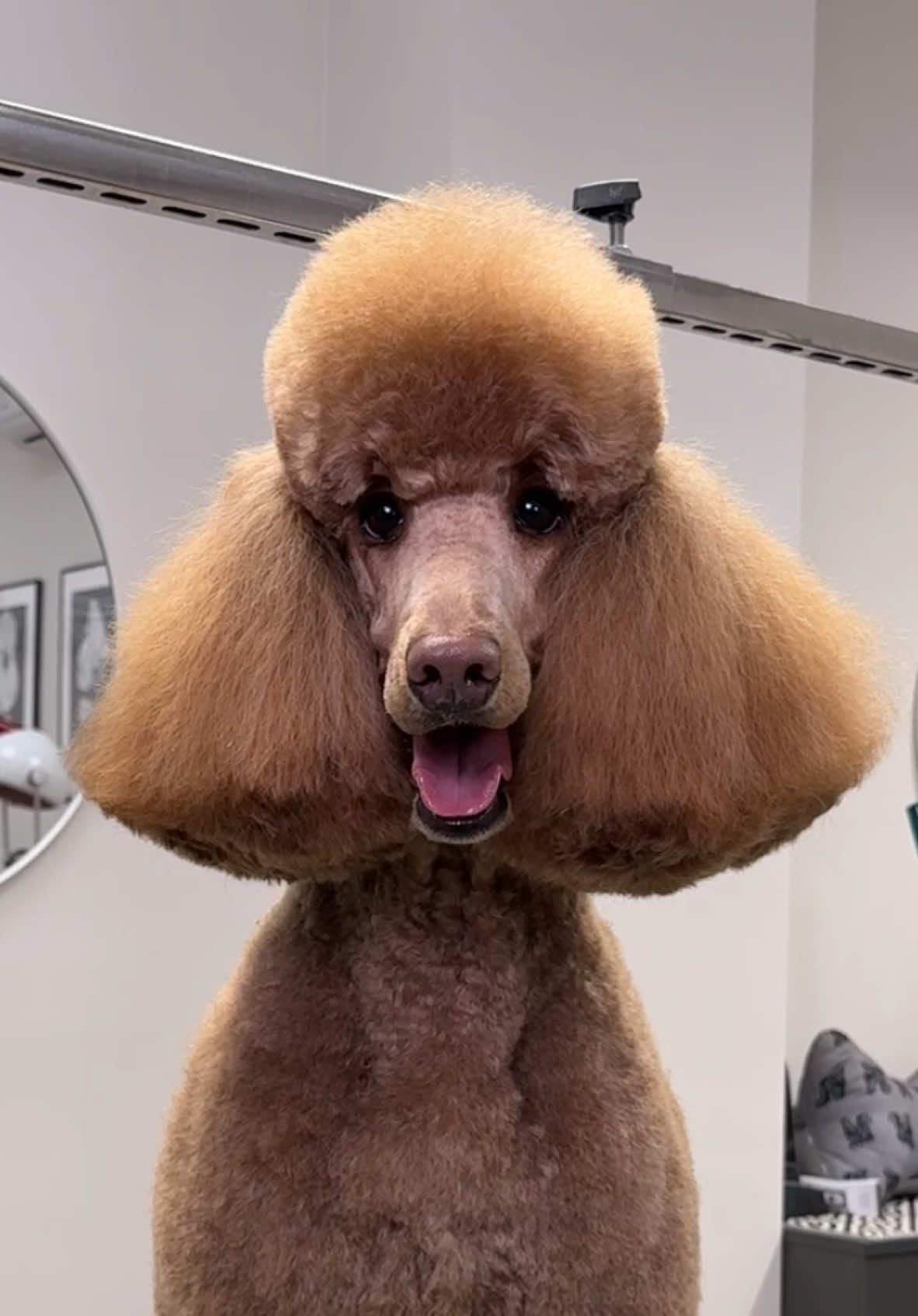 Standrad poodel groom ✂️✂️✂️ #standardpoodle #poodlegrooming #poodlesoftiktok #poodle #dogtok #furryfriends #doggrooming 