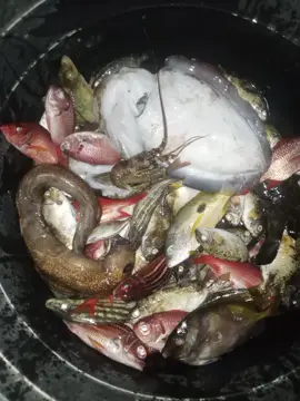 #fishinglife#sea#seafoods#spearfishing#fish