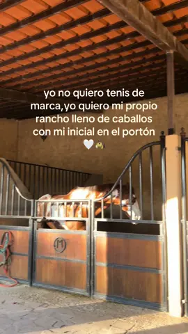 #caballos 🤍