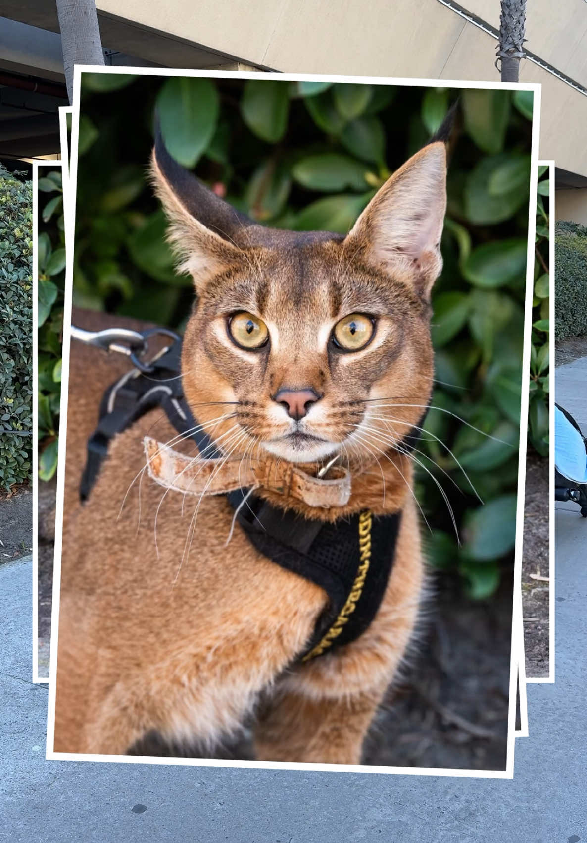 🚨Cat on a leash alert🚨 #dogphotographer #dogs 