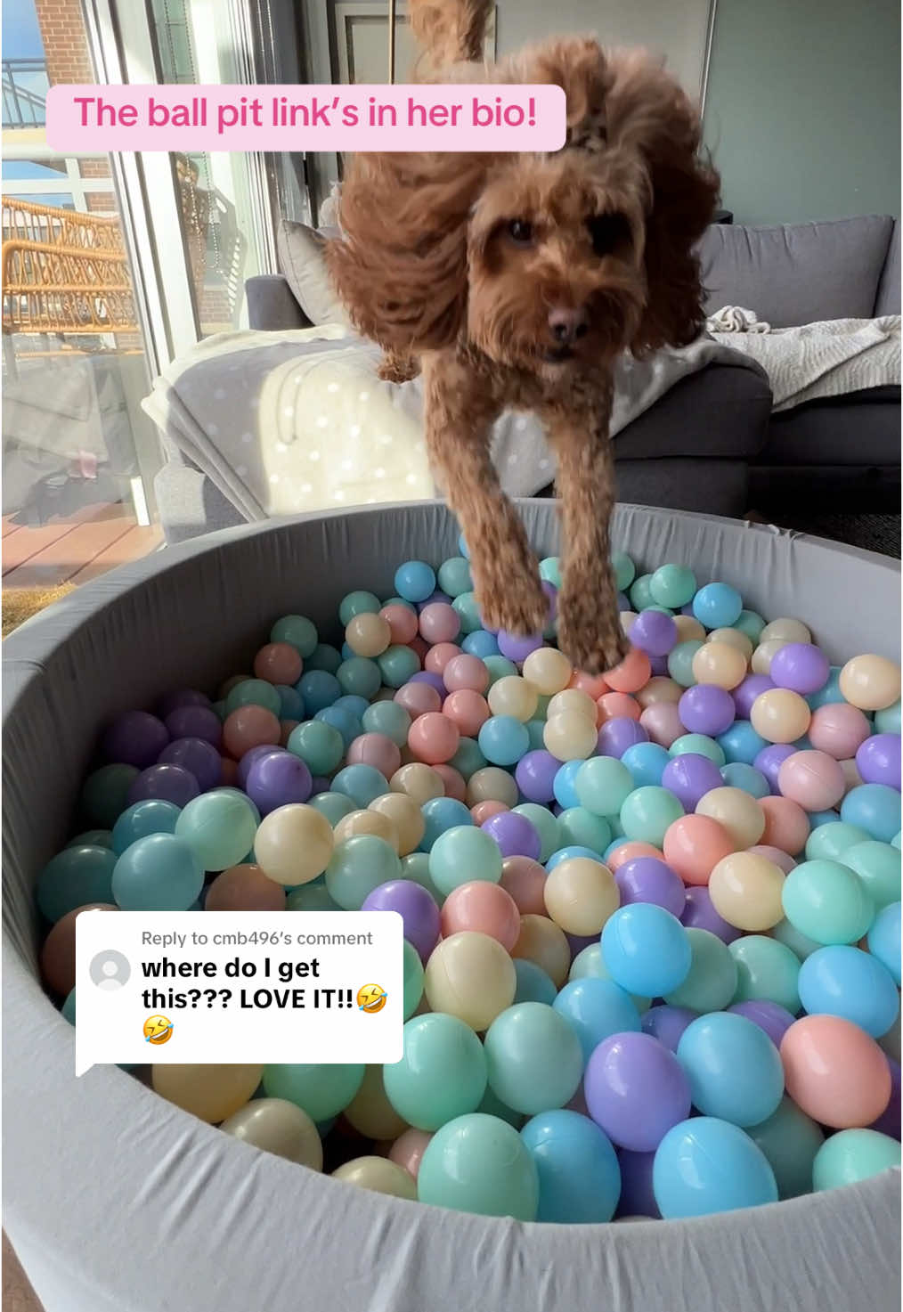 Replying to @cmb496 #cavapoo #ballpit 