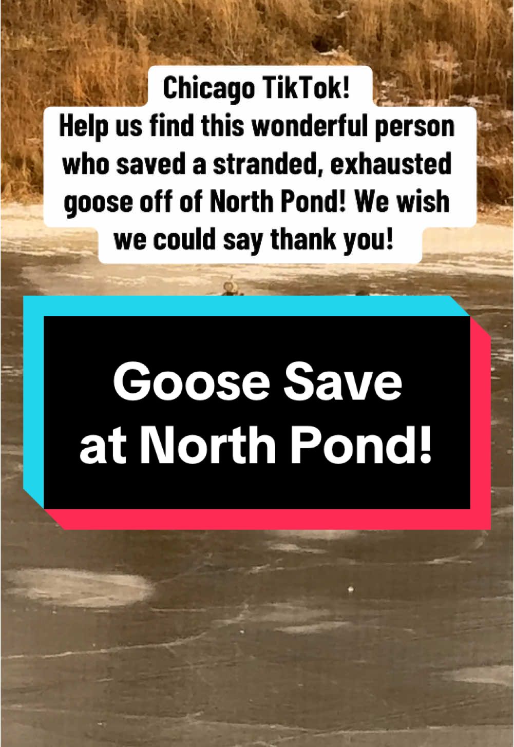 You have to be an incredibly caring, animal-loving BADASS to pick up a GOOSE in distress. The goose looks to be okay, just tired from struggling on the ice! We think his foot was caught and after he freed himself, he just was worn out and needed help. Thank you, Good Samiritan! #chicago #chicagotok #chicagotiktok #lincolnpark #animallovers #animalsoftiktok #goose #geese #savinganimals #chitok #chicagocheck 