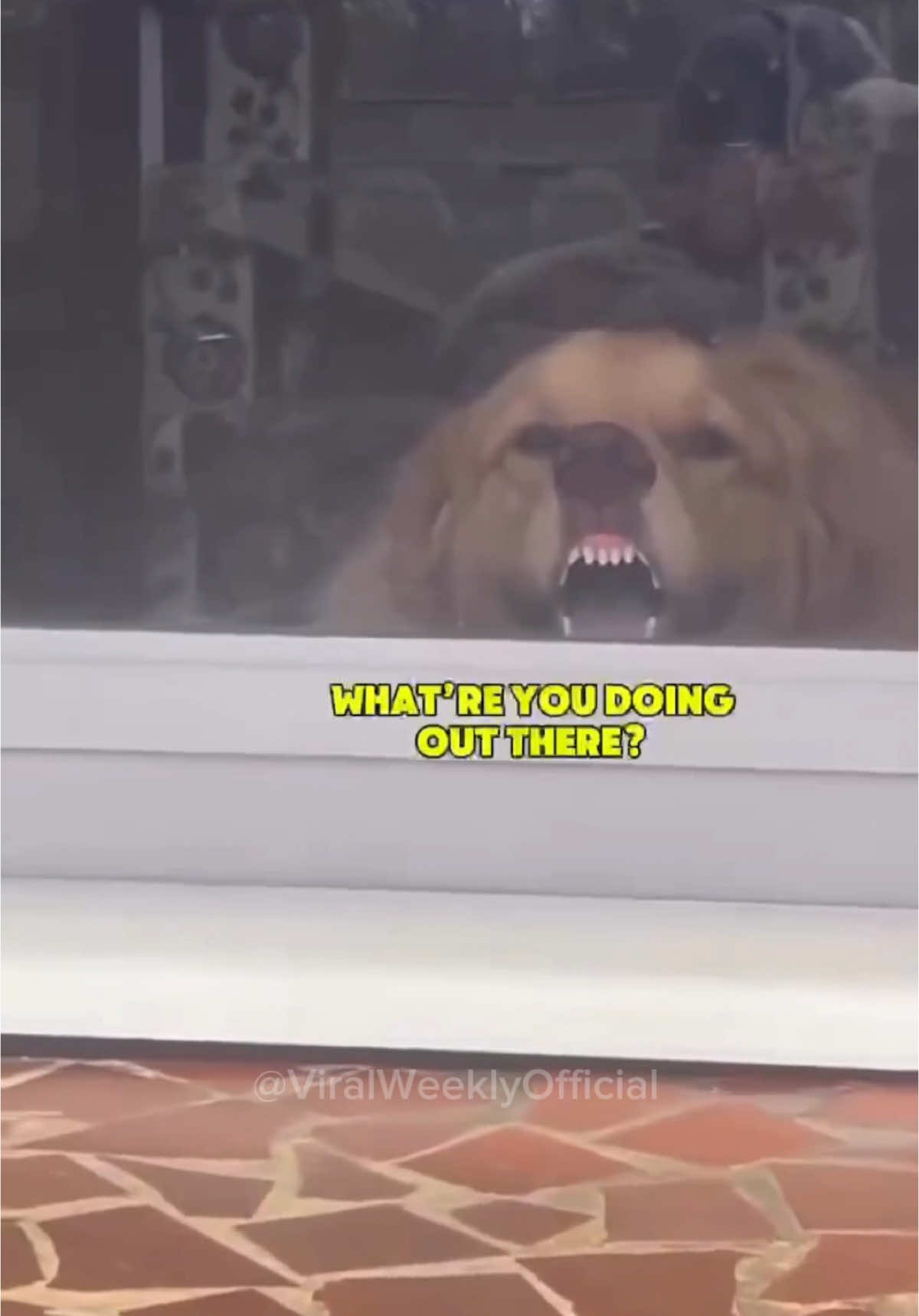 Only Animal Parents Will Understand 😭 #baddog #funnyanimalstiktok #animalfunny #dogsofttiktok #doggosdoingthings 