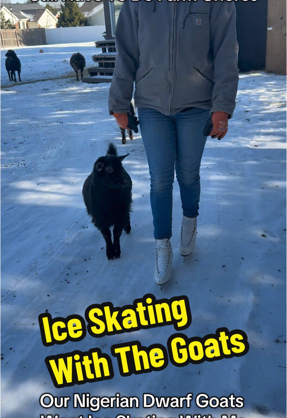 When Everything Is Ice But You  Still Have To Do Farm Chores. Our Nigerian dwarf goats went ice skating with me😂 #creatorsearchinsights #fyp #foryou #goatsoftiktok #goats #nigeriandwarfgoats #farmlife #PetsOfTikTok #funnyanimals #winter #snow #IceSkating #figureskating #farmchores farm animals, pet goat, goat pet, Nigerian dwarf goats, goats acting silly