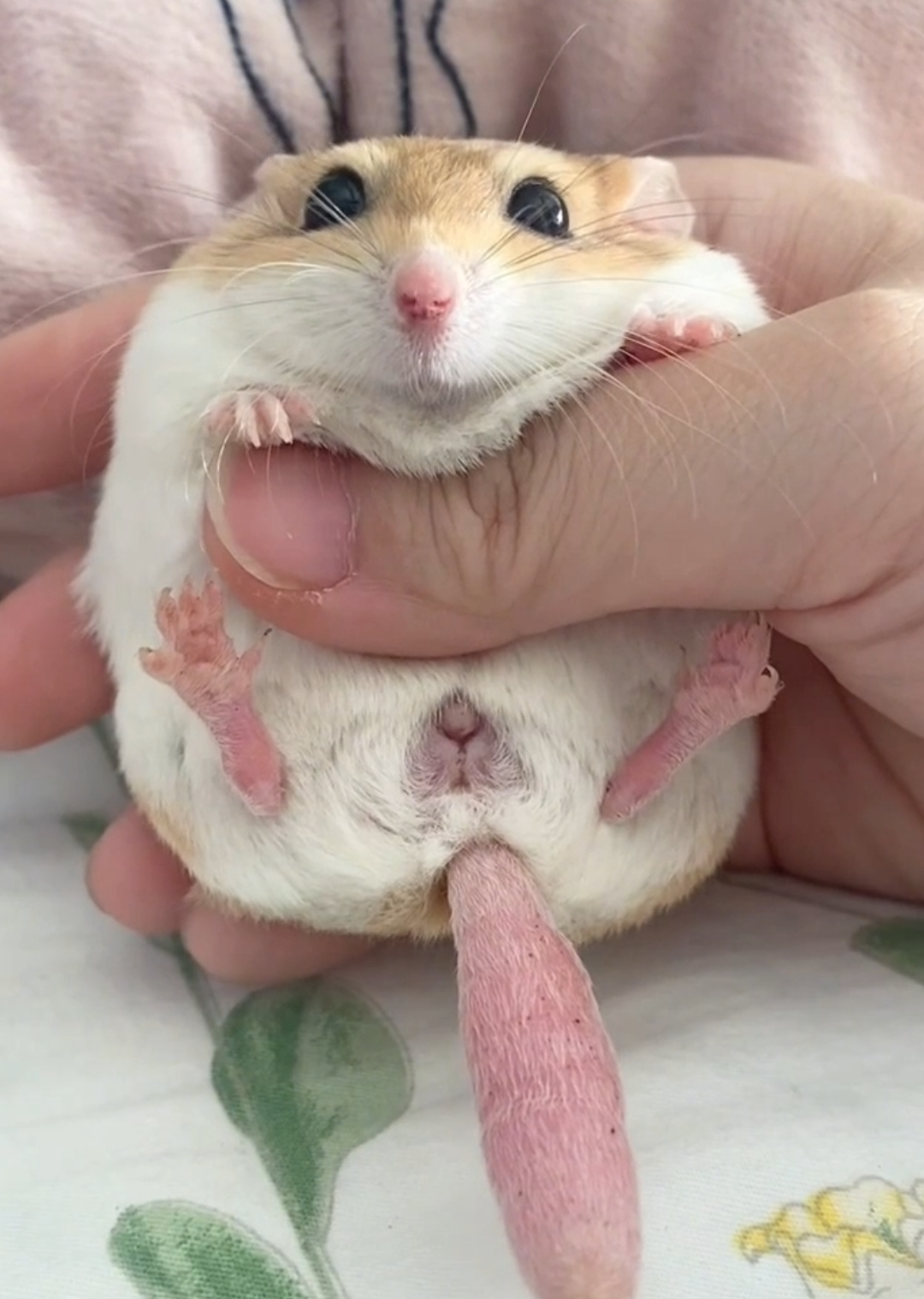 A chubby tail and a heart full of love 💕. Who else wants to squish those adorable cheeks? 🐭✨ #FluffyFriend #TinyCutie #HamsterLove #AdorableMoments #CutenessAlert #ChubbyTail #FurryJoy #FYP 