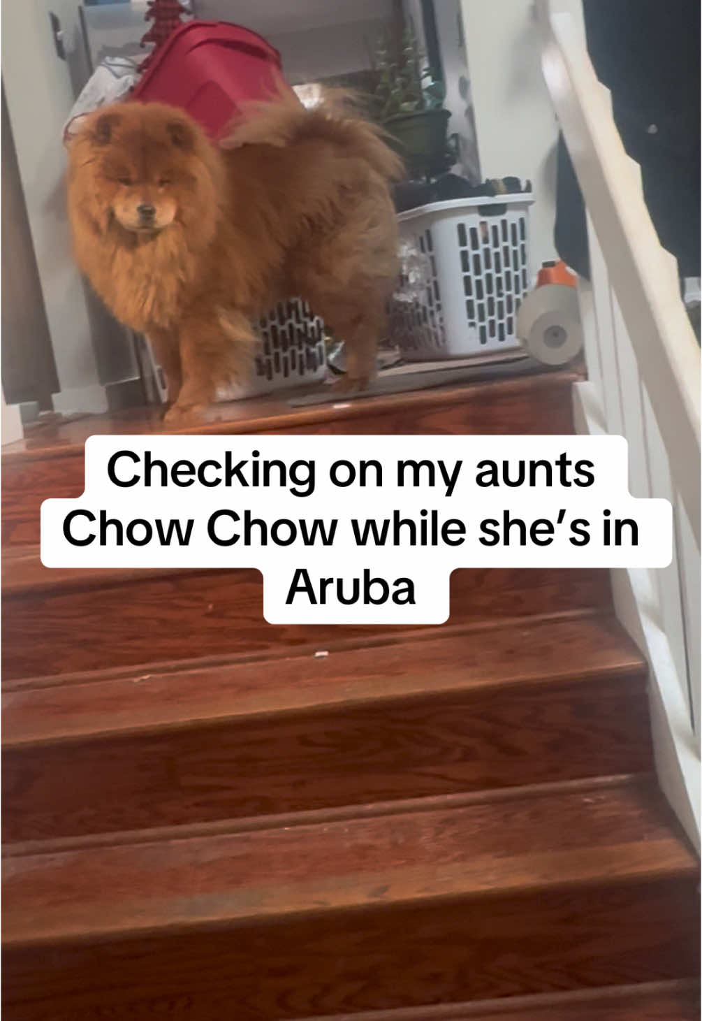 He’s so scary! #dogs #chowchow #dogsoftiktok 