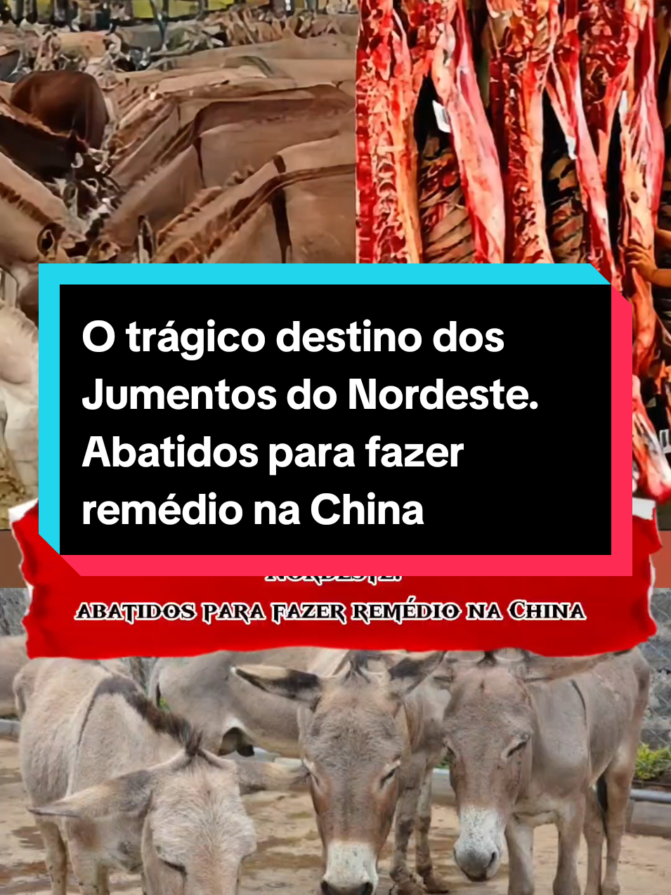 O trágico destino dos Jumentos do Nordeste. Abatidos para fazer remédio na China 