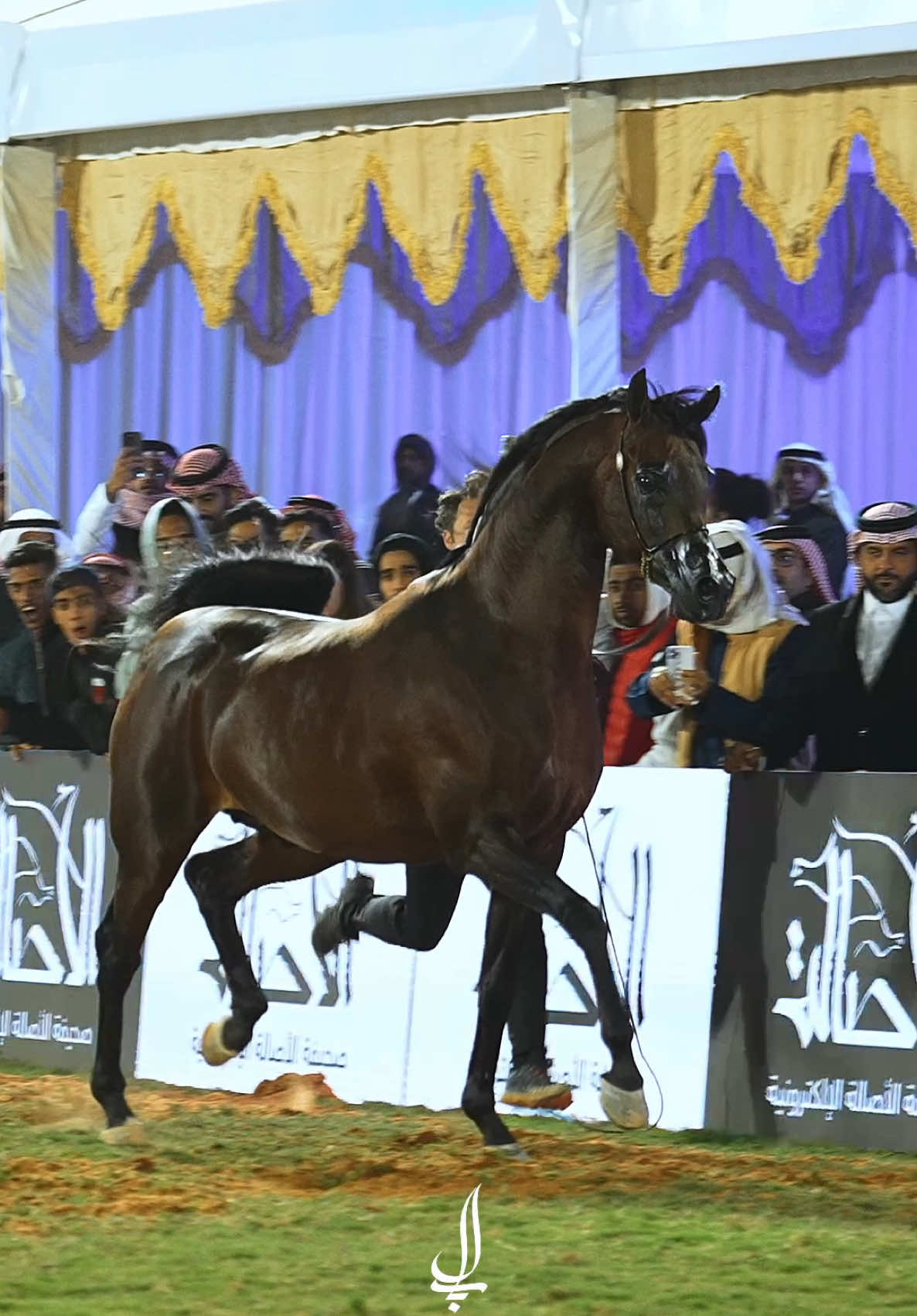 #اي_كي_اس_اليهاندرو 😍😍 #خيل_عربي_اصيل #arabianhorse #horse #خيل #بطولة_خيل #بطولة_ديراب_لجمال_الخيل_العربي #اليهاندرو 