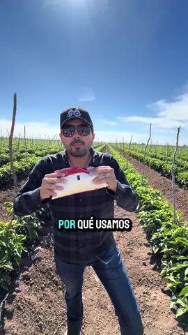 Uso del azúcar en aplicaciones foliares #agricultura #agro #rancho #agricultor #agronomia #sinaloa 