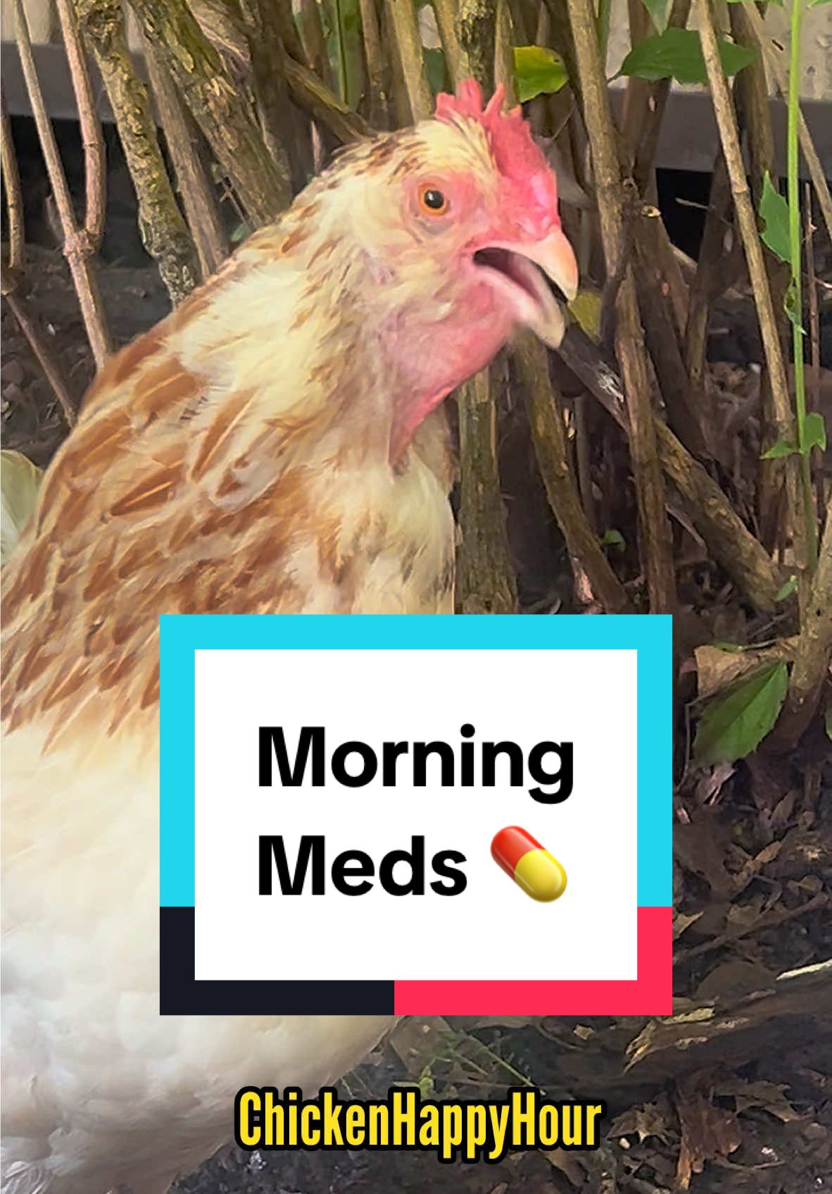 Morning meds? ✅ #chickens #hen #funnyanimals #chickensoftiktok #chickenhappyhour 