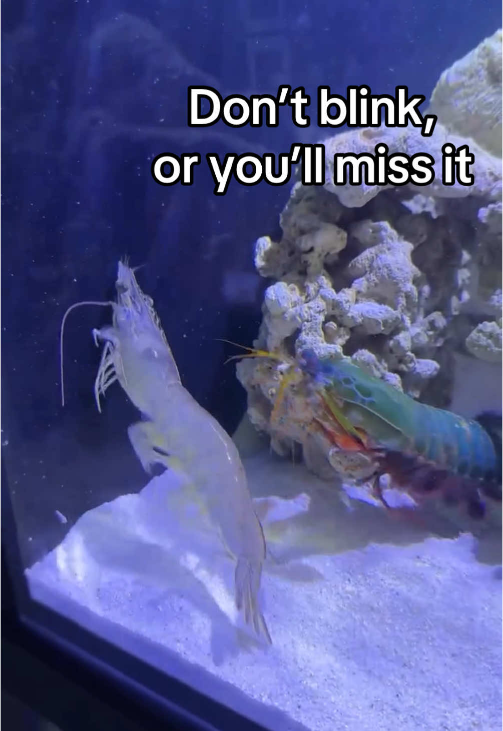 The most powerful punch in the world. If you blink, you could miss it. The Mantis Shrimp is special. 