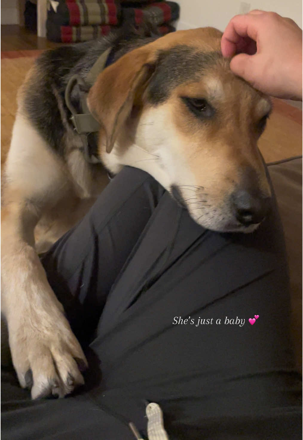 My bb girl 💕  #fyp #foryoupage #foryourpage #dog #dogsoftiktok #dogs #puppytiktok #puppydog #puppylife #imjustababy #animalsoftiktok #animals #cutedog 