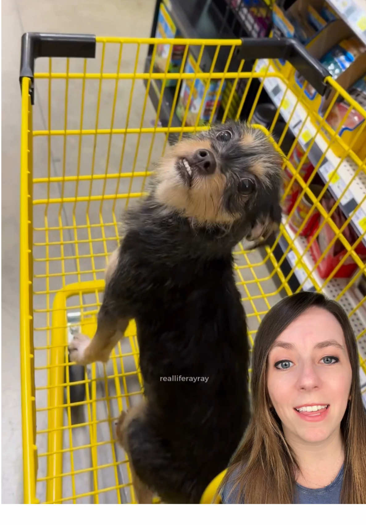 She figured if the humans shop there, she could shop there too. 🛍️ This stray dog ended up in a Dollar General store looking for a human who would fall in love with her, and she succeeded. 🐕 Now, Dolly and Ray do everything together! 💙  See more of them on Ray’s account: @Ray Ray (TT) 📸realliferayray (TT)