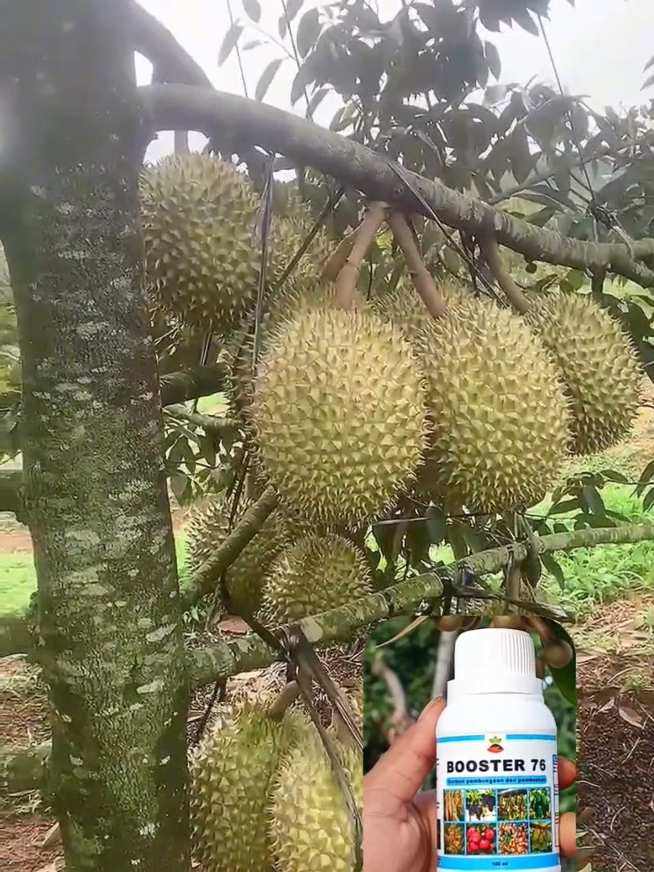 Pupuk perangsang pembuahan Booster 76 asli, pupuk pemboosteran durian, pupuk buah, pupuk pelebat buah durian. #booster76 #booster76asli #boosterdurian #boostermangga 