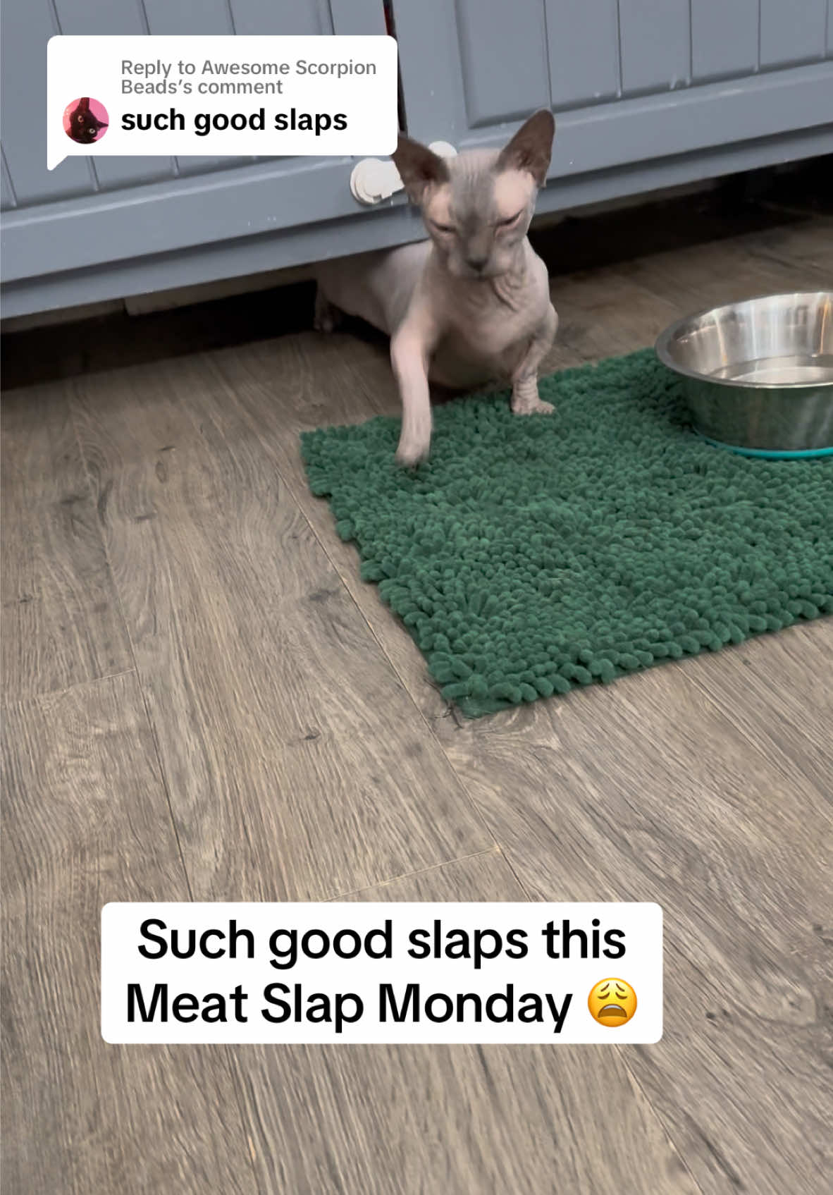 Replying to @Awesome Scorpion Beads happiest of Meat Slap Mondays on this holy day of TikTok resurrection 🙏🏼🍖🤚🏼📅 what meat have u slapped today?! #msm #meatslapmonday #claude #sphynx #meatslap #hairlesscat #carpetcat #carpetdrag #car #hairlesscar #sphynxcat 