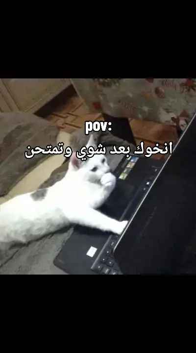 كاعدين ؟ #viral #foryou #viralvideo #foryoupage #foryoupage #fypシ #fyp 