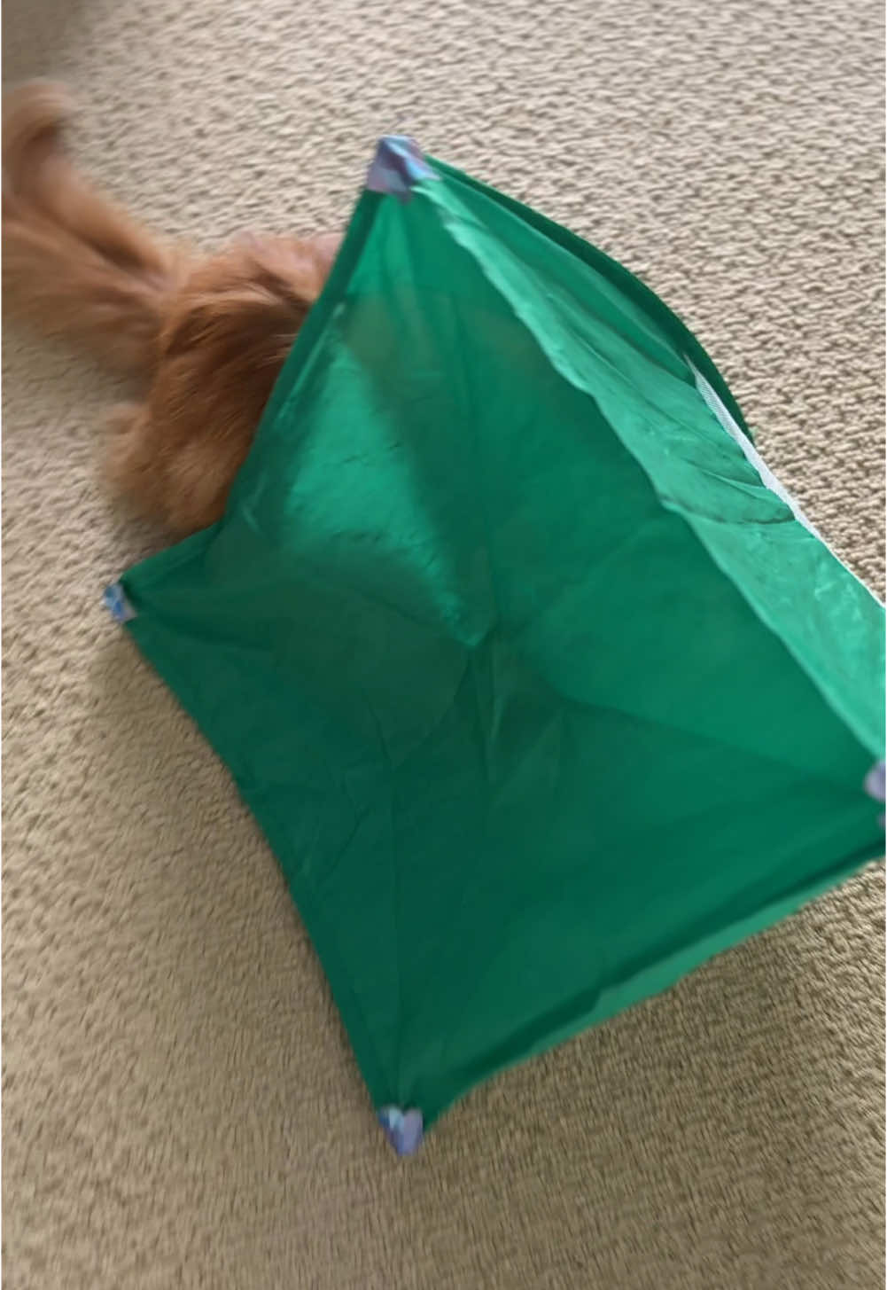 This dangerous creature cleverly camouflages himself to ambush me whenever I’m coming out of the bathroom.😅 #gingercat #floofycat #mostdangerousanimalonthisplanet #catsoftiktok #onebraincell 