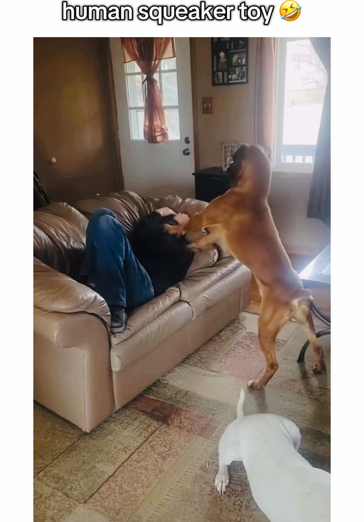 what it’s like living with a boxer dog 🤭🐾 #PetsOfTikTok #boxerdogs #puppiesoftiktok #dogsoftiktok #boxerdog #boxerdogsoftiktok #dogpuppy #funnydog #boxers #boxerpuppy #dogvideos #boxersoftiktok #creatorsearchinsights 