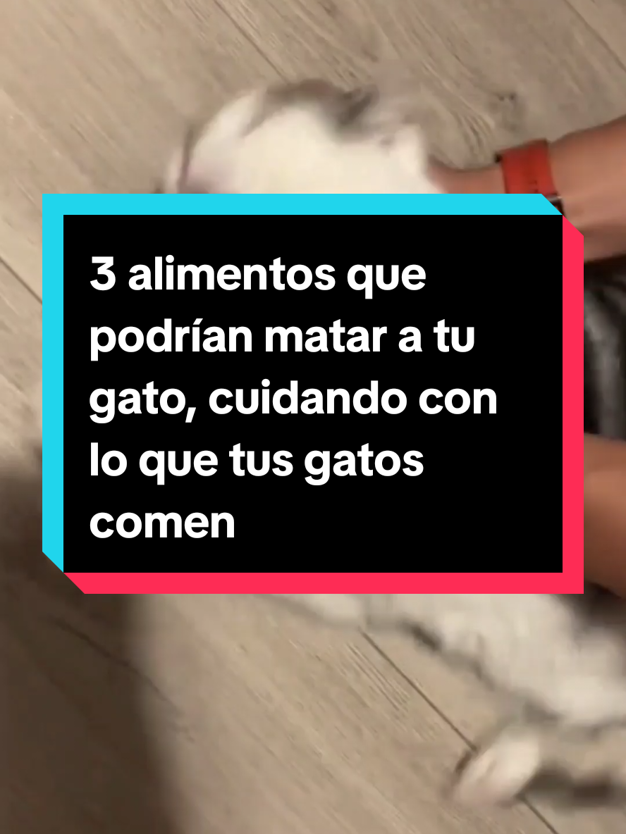 3 alimentos que podrían matar a tu gato, cuidando con lo que tus gatos comen #relatos #gato 