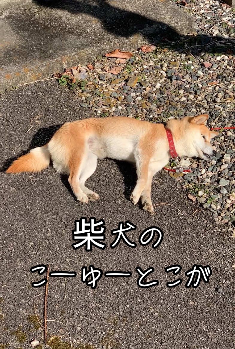 柴犬コロ 柴犬のこーゆーとこが🥰 #柴犬コロ #癒し #かわいい #犬 #shibainu #dog #cute 