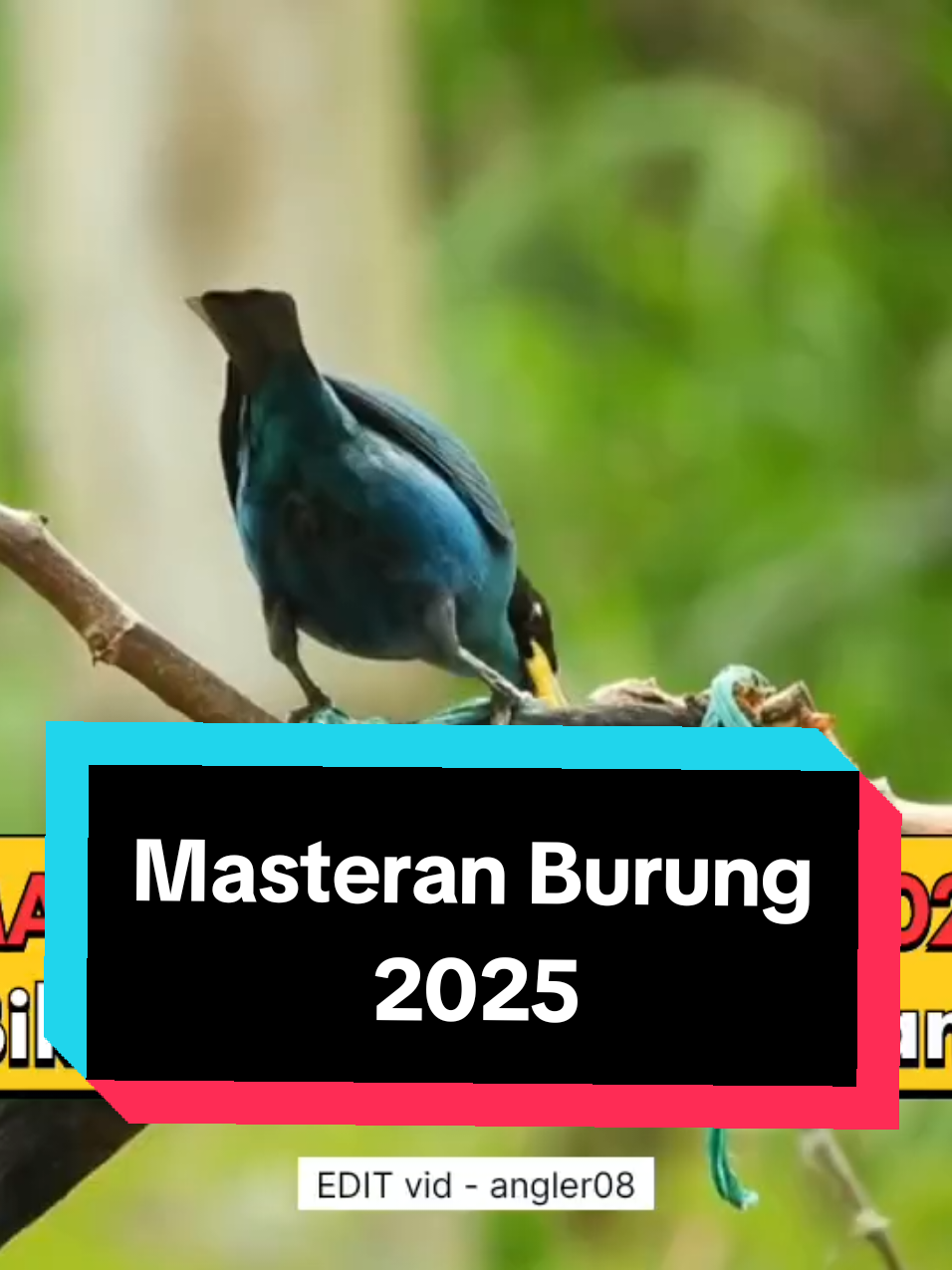 masteran burung, Auto dilirik juri #masteranburung #masteranrolltembak #masteranburungjuara #masteranmuraibatu #masterancucakijo #masteransogon #masterankonin #masterankacer #masteranburungmaterimewah #masteranburungfullmateri #masteranburungfulltembakan #kicaumania #fyp #masteranfullmateri #masteranpelatuk #masterancendet #masteranpleci #masterantengkekbuto #masterankenari #masterankenarirusia #masterancigun #masteransikatanlondo #masterantembakankasar #masteranburunganis #masterancililin #burungmasteran 