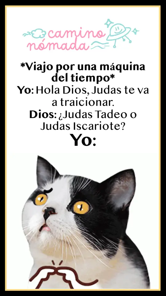 😰😂🤣💕 #cat #humor #kawaii #buenasnoches 💖💖💖💖