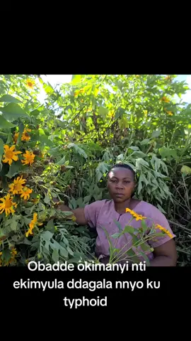 obadde okimanyi nti ekimyura ddagala nnyo ku typhoid 