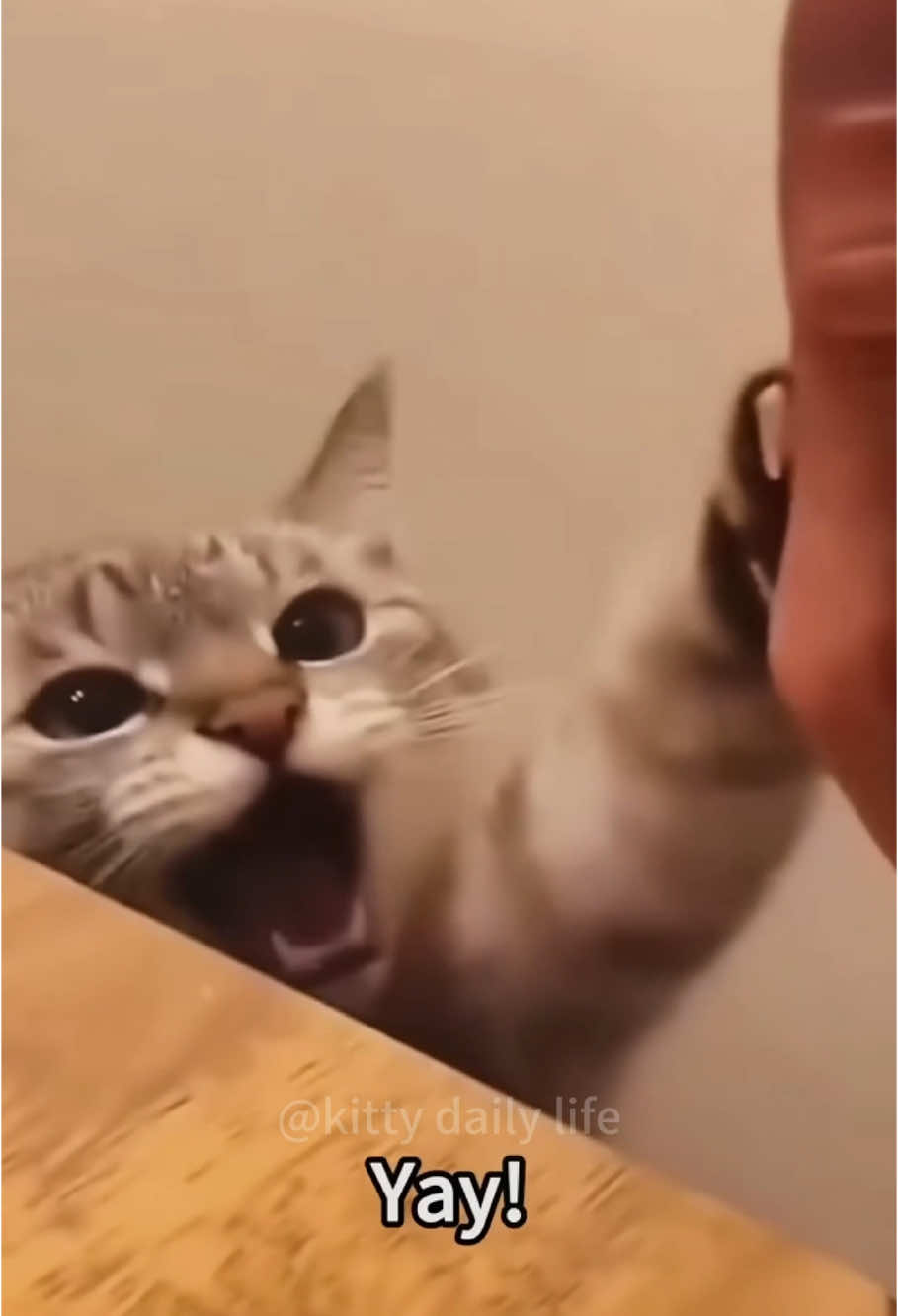 When your cat suddenly starts talking #cat #catsoftiktok #funnyvideo #cutecat #pets 