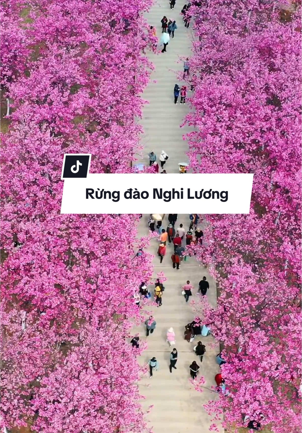 Mùa xuân đến rừng đào Nghi Lương này 🌸🌸  Vivu Côn Minh - Nghi Lương 5N4D lh bên mình nhé 🌸🌸🌸  #hoangliensontravel #reviewchina #china #conminh 