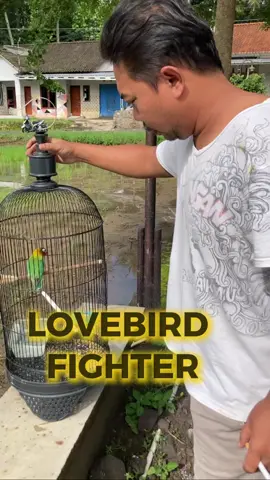 VERSI RHN MEMPERLAKUKAN BURUNG FIGHTER‼️ part 2 & part 3 #rhn #gudanglovebirdsalatiga #lovebirdfighter #lovebirdpaud #jalulandep #lovebirdkonslet #lovebirdindonesia #lovebirdmania 