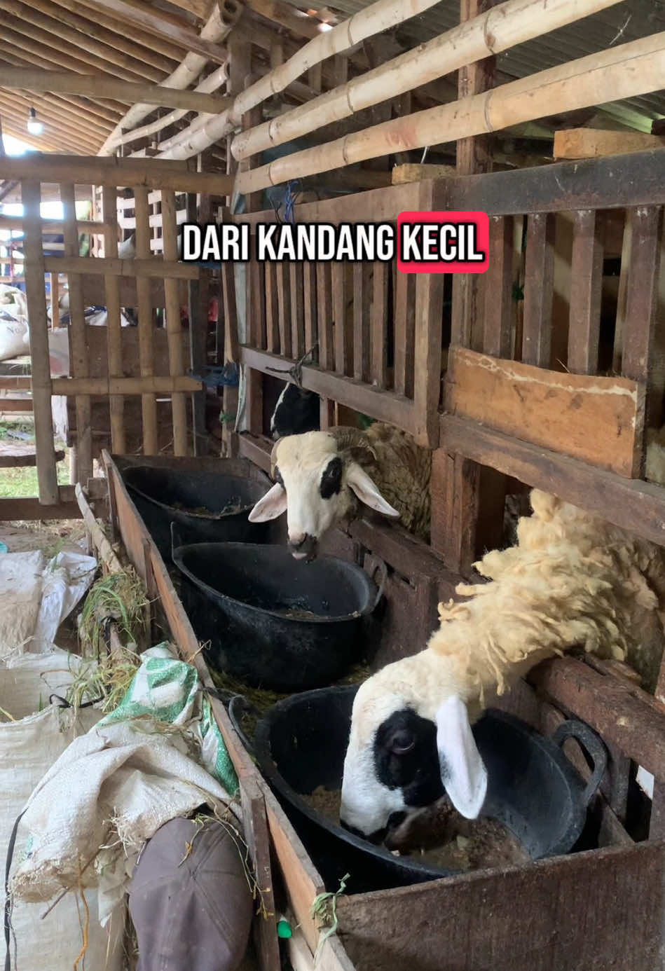 Gpp kandangnya kecil #sobatngaret #fypシ゚viral #peternakmudaindonesia #sukses #muktiutomofarm #kambing #wongtulus 