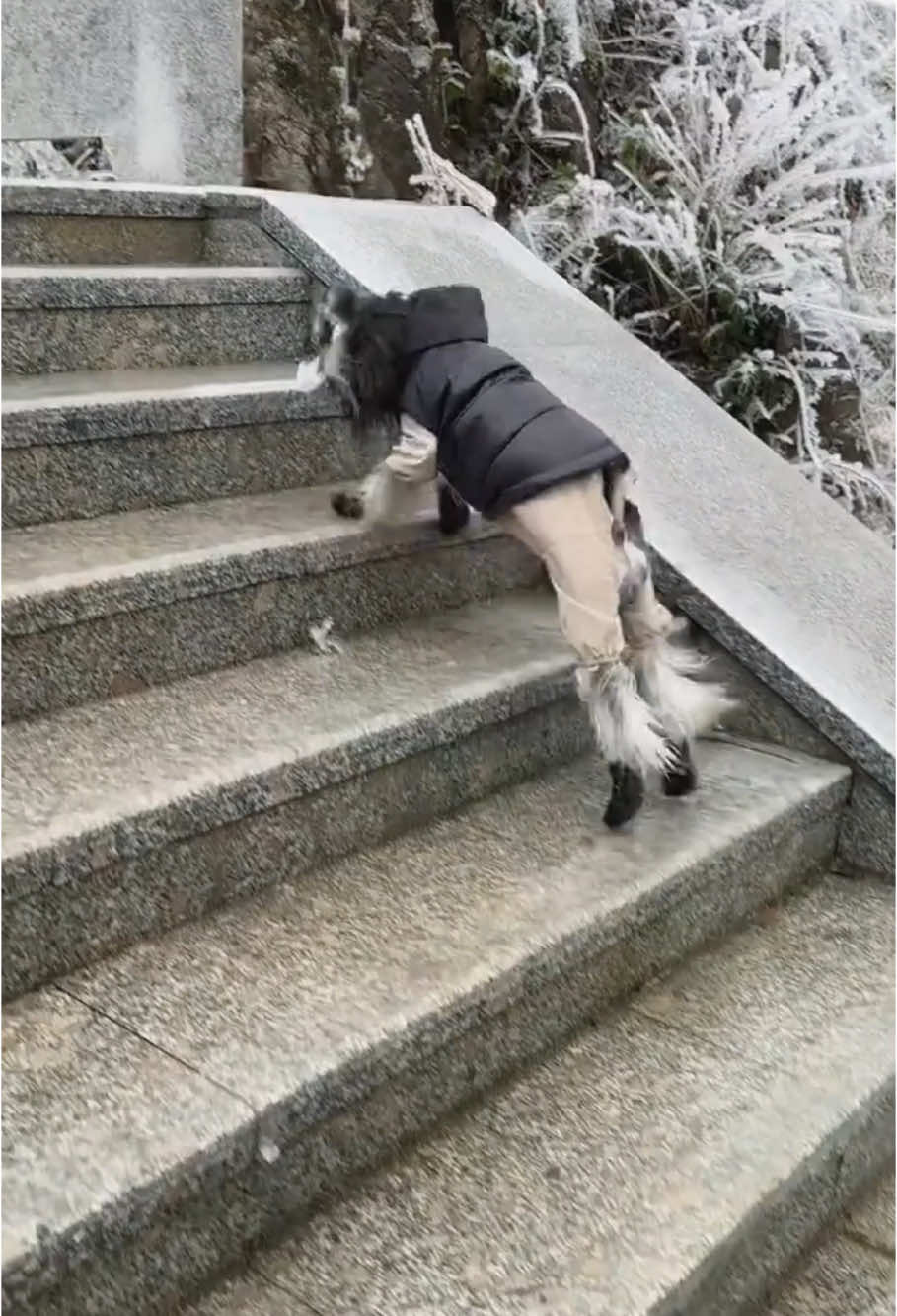 Dog skating for the first time#IceSkating#dogskating#fyp#fypシ #dog #dogs #dogsoftiktok #tiktok #funnyvideo #funnytiktok #funnydog #funny #usa 