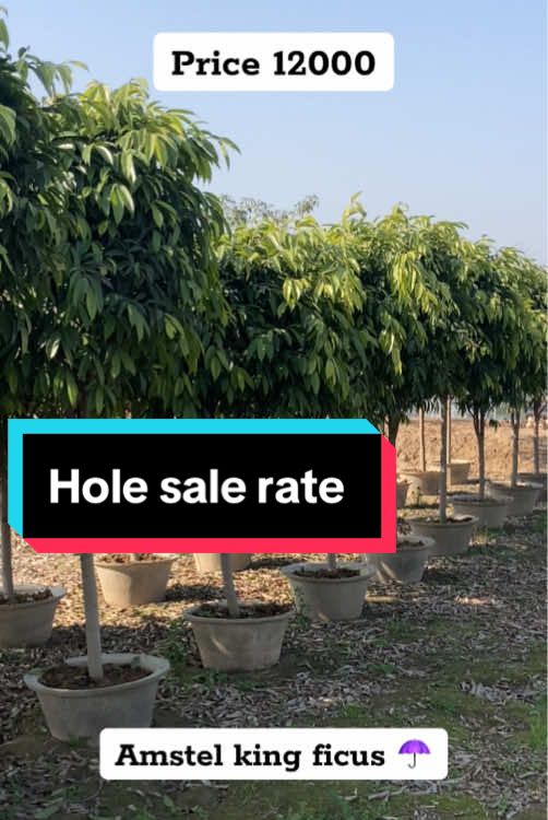 Amstel king ficus hole sale rate #fyp #foryouu #trendingvideo #plantsoftiktok #garden #gardening #lawn 