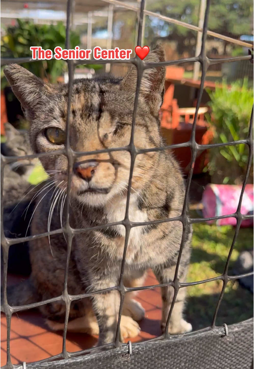 We have over 800 cats in our sanctuary! This is our special senior center for our kupuna (elderly) kitties. 🐈❤️  #catsoftiktok #catsanctuary #hawaii #lanai #animalsanctuary #cattok #catlady #seniorcat #seniorcatsoftiktok #rescuecat 