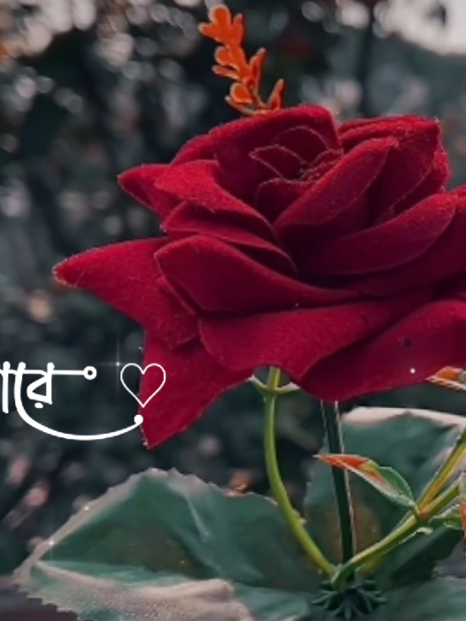 ⎯͢⎯⃝🌸ভালো কেন বাসিলা তুমি আমারে ও বন্ধু রে💔😔🥀 :#বাংলায়_স্ট্যাটাস #bangla_song #bd_kakon_loavr_003 #TikTok #bangladesh🇧🇩 #unfrezzmyaccount 