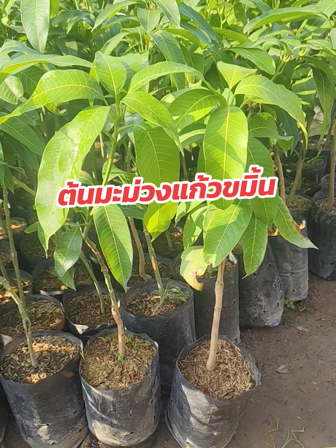 ต้นมะม่วงแก้วขมิ้น ต้นพันธุ์เสียบยอด สูง60-80ซม. เป็นมะม่วงสายพันธุ์ที่ติดตลาดทั้งปี ผู้คนนิยมบริโภคมากที่สุด ทานง่าย รสชาติหวานหอมมาก รากแน่นแข็งแรงพร้อมปลูกค่ะ #มะม่วง #มะม่วงแก้วขมิ้น #เปิดการมองเห็น  #ต้นไม้ออนไลน์ #สวน #เทรนด์วันนี้ #เกษตรผสมผสาน #เกษตร #tiktok  #ออเดอร์เเน่นๆ #ผลไม้ #ต้นไม้ 