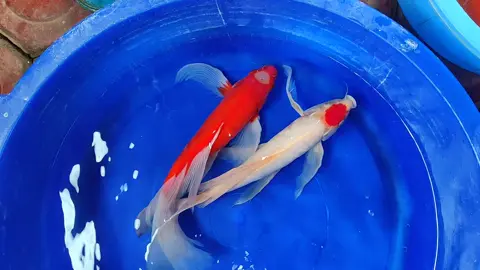 Kumpay Tancho Kohaku vs Aka Hajiro  #koibandung #koisulawesi #koipapua #koisumatra #koiriau #koimalang #koibatam #koisurabaya #koisidoarjo #koibali #koidenpasar #koiantik #koimerah #koislayer #koikumpay 