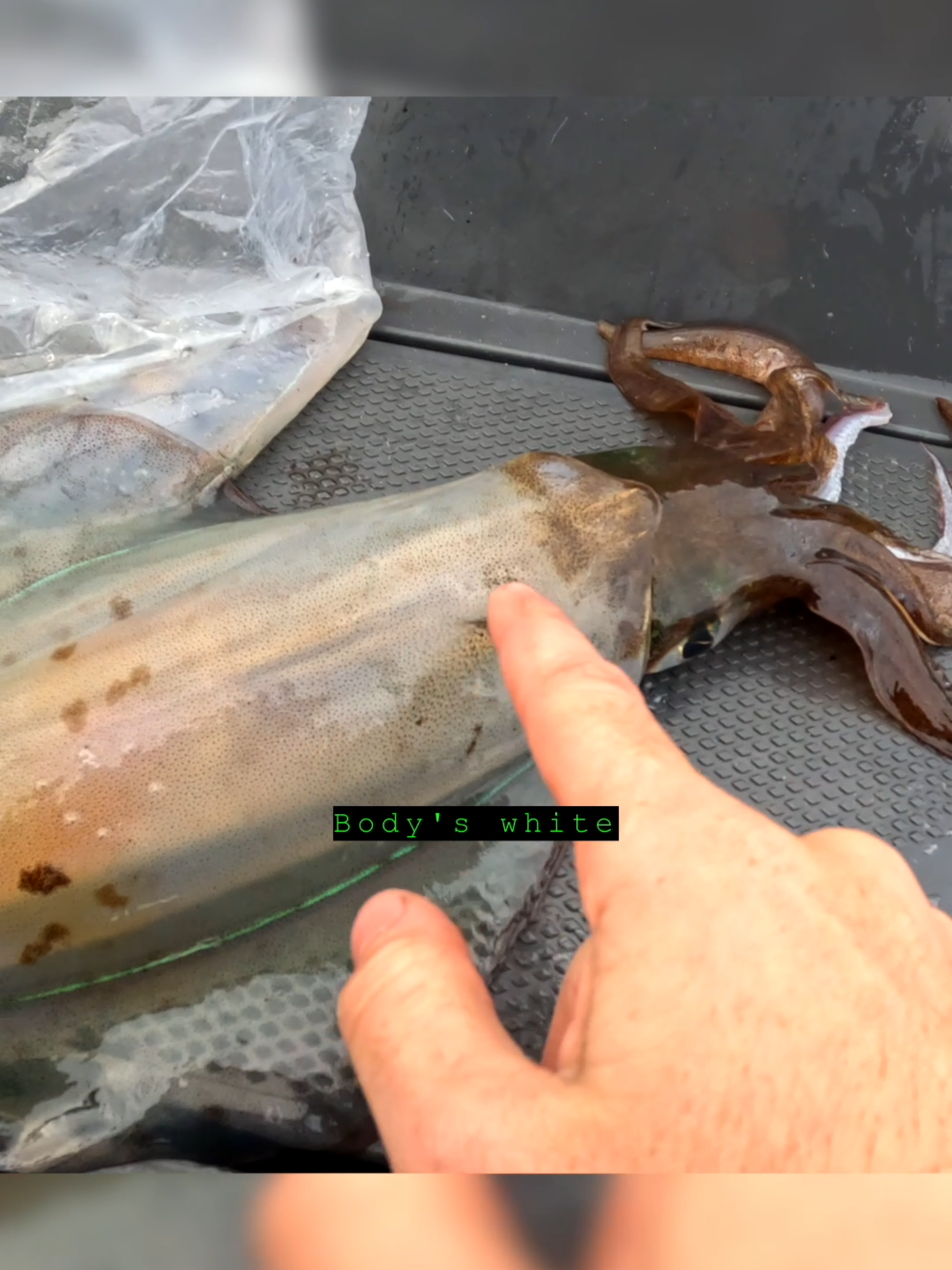 Squid Chop Method: The Fastest Way to Catch & Prepare Fresh Squid! 🦑🔥 #FishingHack #killsquid #karatechop #squid #viral @inkusquidtackle