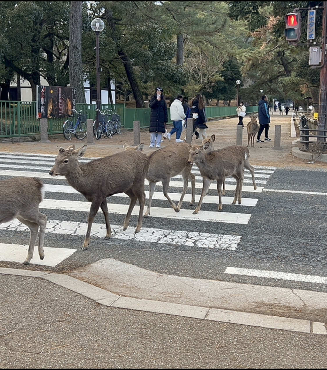 賢い鹿が日本の奈良で安全に道路を横断 － 観光客驚愕！ #奈良公園 #鹿 #deerpark #traveljapan #naradeer #japan 