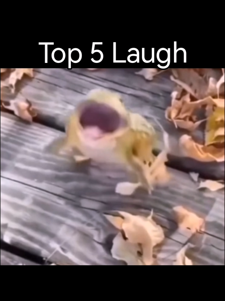 Top 5 Laugh #meme #top5 #foryoupageofficiall #goofyahh #funnyanimals #laughing #funnylaugh 